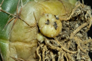 Gymnocalycium denudatum cv kaiomaru kaktüs bitkisini kapatın. Siyah arkaplan renginde izole edilmiş. resim fotoğrafı