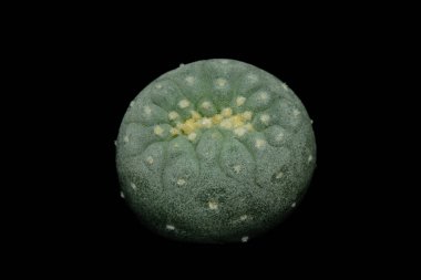 Lophophora Fricii Ooibo Cristata 'nın üst tarafı, kaktüs bitkisi. Siyah arkaplan renginde izole edilmiş. resim fotoğrafı