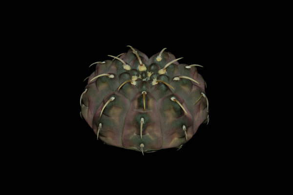 Close up, side view of Gymnocalycium ochoterenae subs. Vatteri cactus plant. Isolated on black background color. image photo