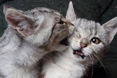 yumruk kavga iki kedi