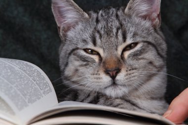 Kollarını üzerine bir kitap okuma kedi