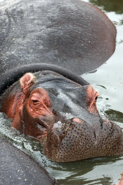 A hippopotamus submerged in water Stock Image