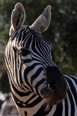 Seçme zebra Hayvanat Bahçesi Parkı