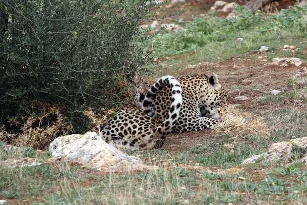 Cheetah durmiendo en el zoológico — Foto de Stock