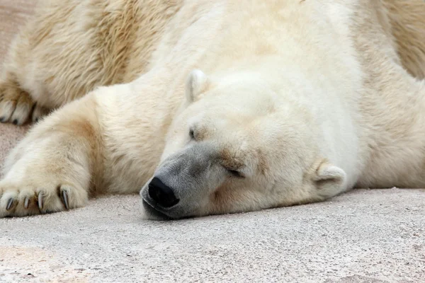 Oso polar durmiendo en el zoológico Imagen de stock