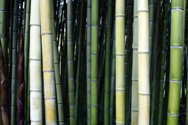 Yeşil Bambu kamışı