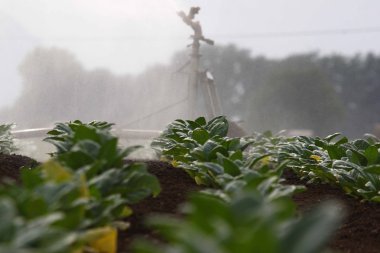 Tütün fideleri plantasyon içinde