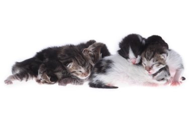 küçük newborn yavru kedi