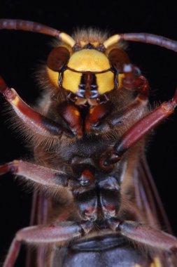 tehlikeli hornet olarak da bilinen Wasp marangoz