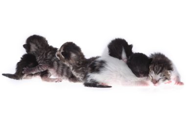 küçük newborn yavru kedi