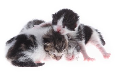 küçük newborn yavru kedi