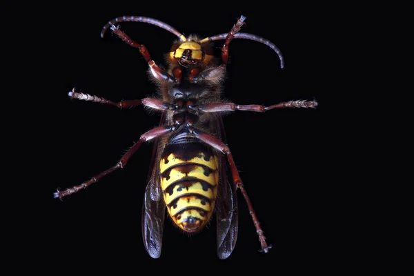 Niebezpieczne hornet znany również jako cieśla Wasp — Zdjęcie stockowe