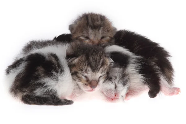 küçük newborn yavru kedi
