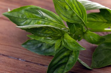 organik tarım - taze fesleğen bitkileri