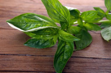 organik tarım - taze fesleğen bitkileri