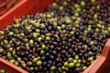 İtalya 'da zeytinyağı hasadı - 2020 sonbaharında