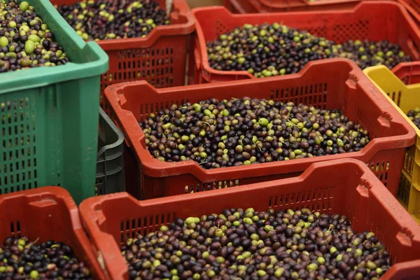 olive oil harvest in Italy - autumn 2020 season