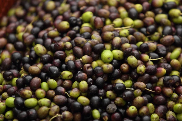 olive oil harvest in Italy - autumn 2020 season