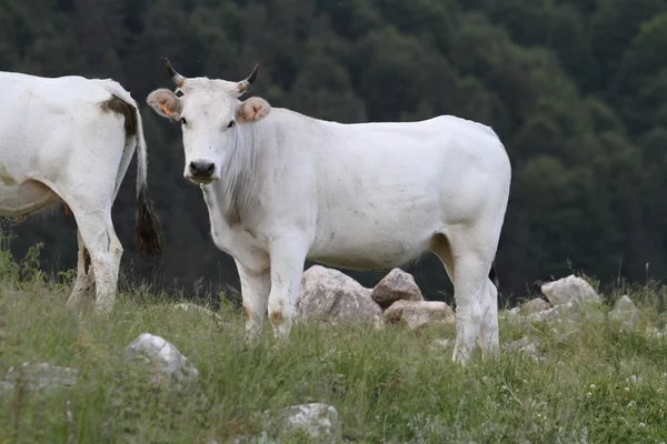 Корова в горах — стоковое фото