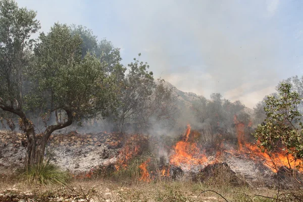 ateş ve duman ile orman yangını