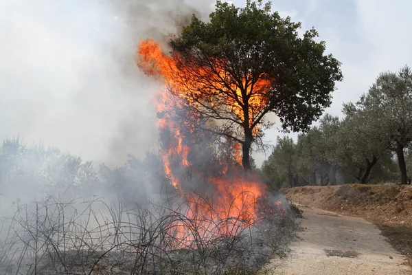 Ateş ve duman ile orman yangını — Stok fotoğraf