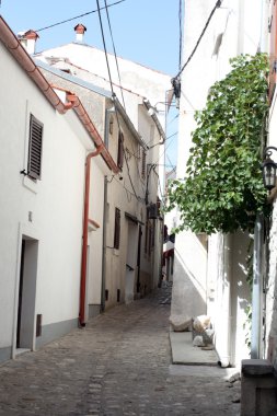 Yeşil alanına kırmızı haşhaş