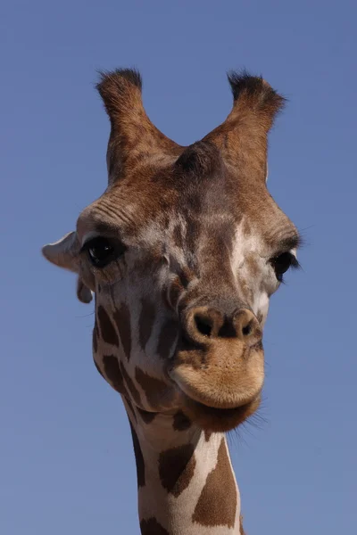 Retrato de girafa africana — Fotografia de Stock