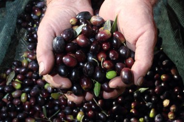 Zeytin çiftçi elinde
