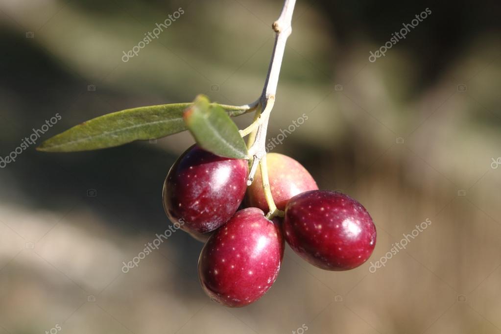Kirmizi Kalamata Zeytin Pancar Aromali Www Hepsiyenir Com