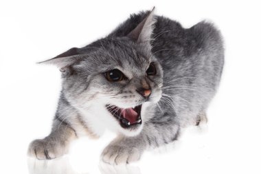 cat on the defensive growling clipart