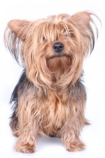Yorkshire korkunç küçük köpek