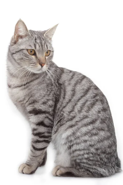 Beyaz arka planda Gri kedi