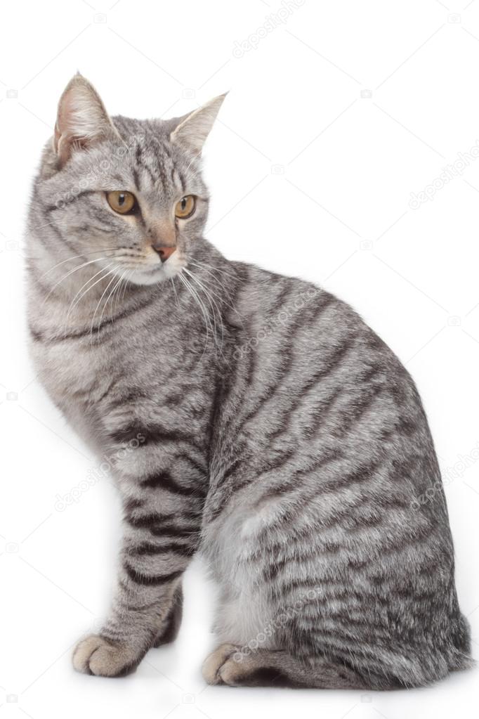 Grey cat on white background Stock Photo by ©caranto 98052934