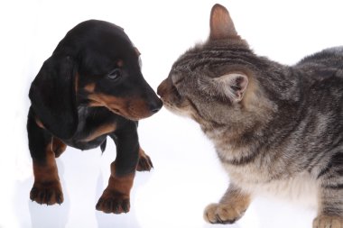 bir yavru kedi ile köpek daksund köpek yavrusu