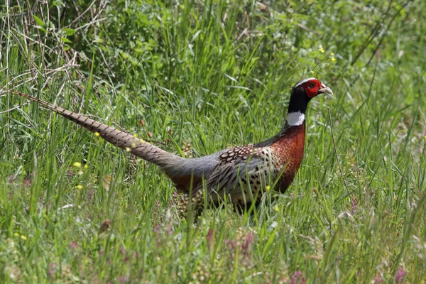 Vild fasan i gräset — Stockfoto