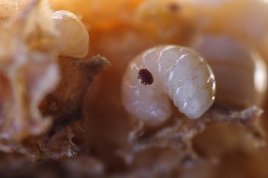 varroa, bir larva parazitik bir arıya