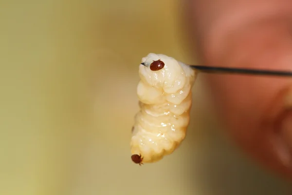 Varroa、幼虫の寄生蜂 — ストック写真