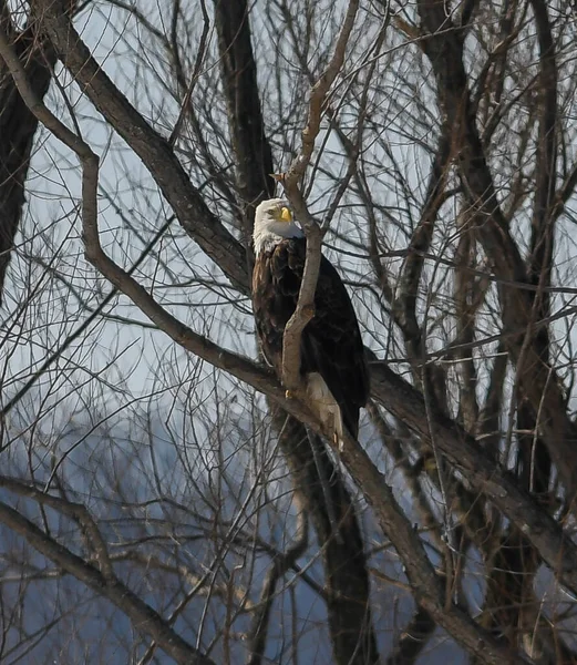 Kel Kartal, Mississippi Nehri 'nin güneyinde hayatta kalmak için avlanıyor..