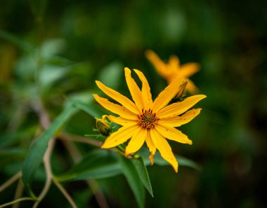 Baharda St. Louis 'de bir nehir boyunca açan sarı çiçekler, Mo..