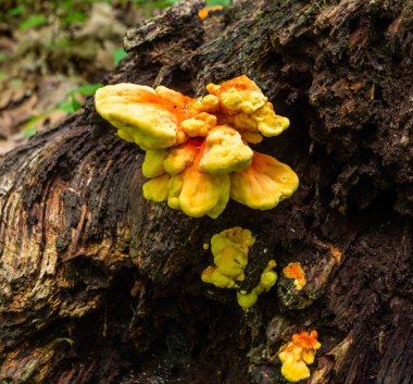St. Louis 'deki Rockwood Reservation Park' taki ağaçta yetişen mantarlar.
