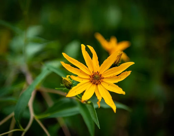 Baharda St. Louis 'de bir nehir boyunca açan sarı çiçekler, Mo..