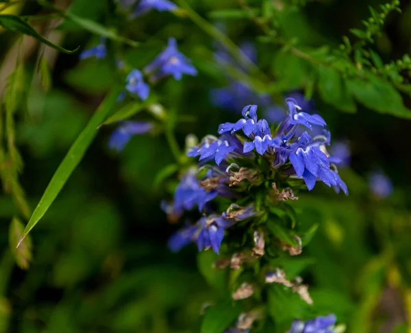 Baharda St. Louis 'de bir nehir boyunca açan mavi çiçekler, Mo..