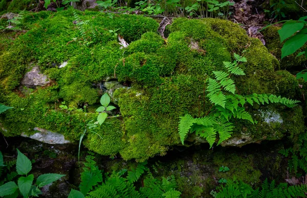 Rockwood Reservation St Louis 'de yosunlu bir kayanın dışında büyüyen eğreltiotu.