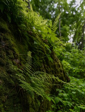 Güney Illinois 'deki Johnson tuz yalama yollarının yanındaki uçurumda yetişen eğreltiotu.