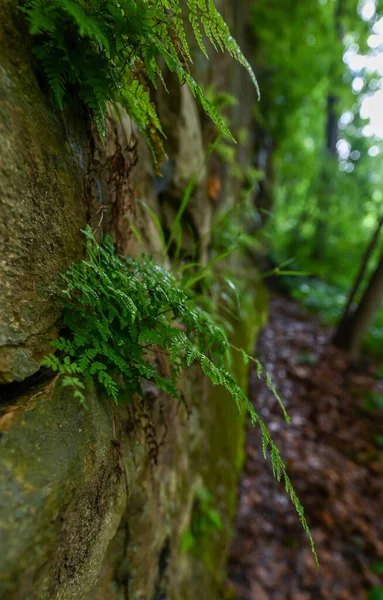 Güney Illinois 'deki Johnson tuz yalama yollarının yanındaki uçurumda yetişen eğreltiotu.
