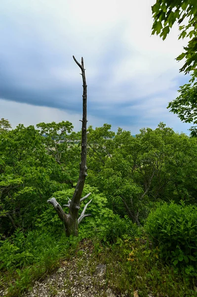 Patika başından nehir tabanının görüntüsü.