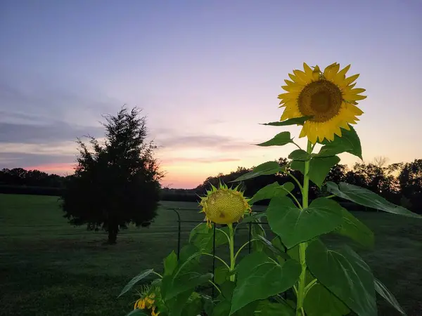 Güney IL 'de gün batımında güneş çiçekleri hasat mevsiminde