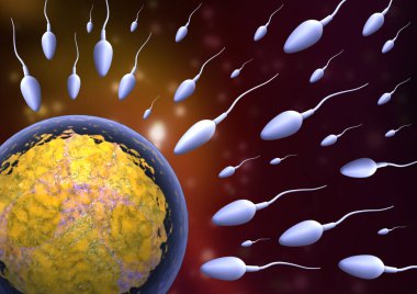 Yumurtaya giden spermin 3 boyutlu çizimi.