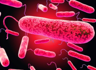 Koli basili bakterisinin 3B görüntülemesi