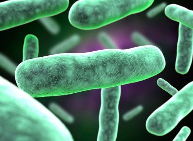 Koli basili bakterisinin 3B görüntülemesi.